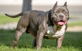 UK bans children under 12 from being alone with 'dangerous' dogs like XL bullies after rise in attacks