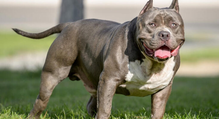 UK bans children under 12 from being alone with 'dangerous' dogs like XL bullies after rise in attacks
