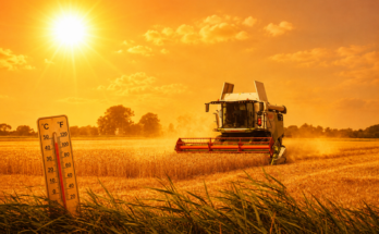 UK 'facing food shortages' after four heatwaves in a single year as drought hits critical crops