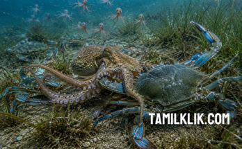 Italy unleashes 'octopus army' to battle devastating crab invasion