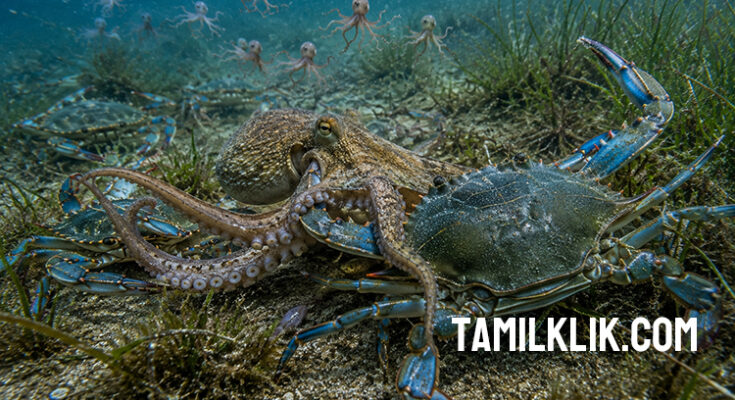 Italy unleashes 'octopus army' to battle devastating crab invasion